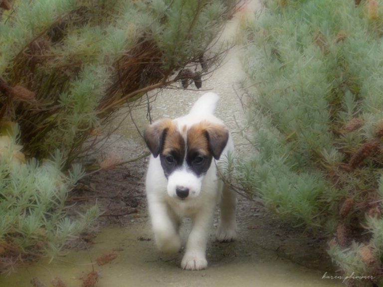 Baby Alaska walking up lavender path