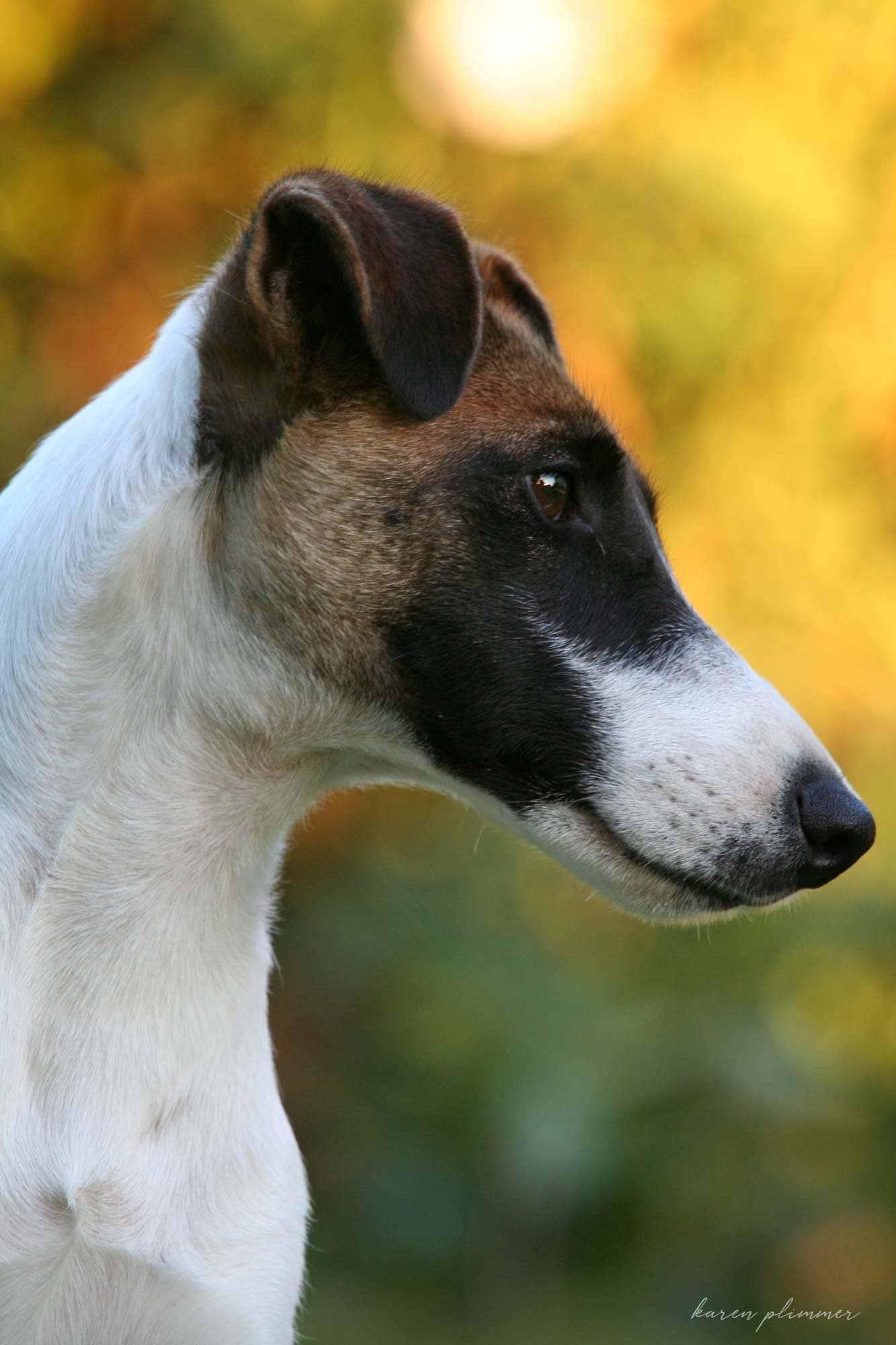 Alaska - tan and white fox terrier sunlit portrait