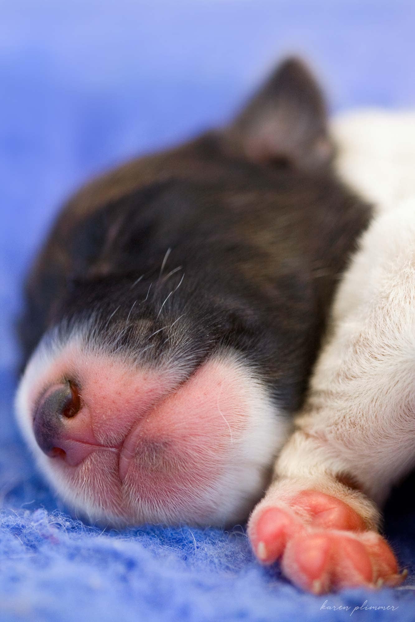 Very baby fox terrier puppy asleep on sheepskin