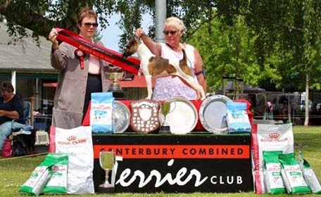 Benji- tan and white smooth fox terrier with many trophies