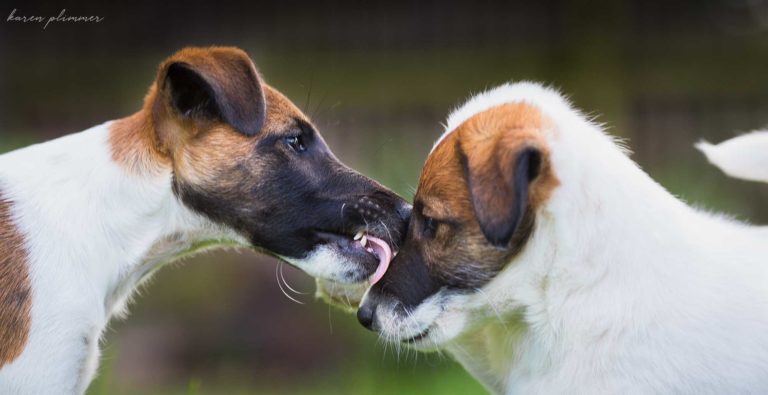 Benji licking young puppy on the face