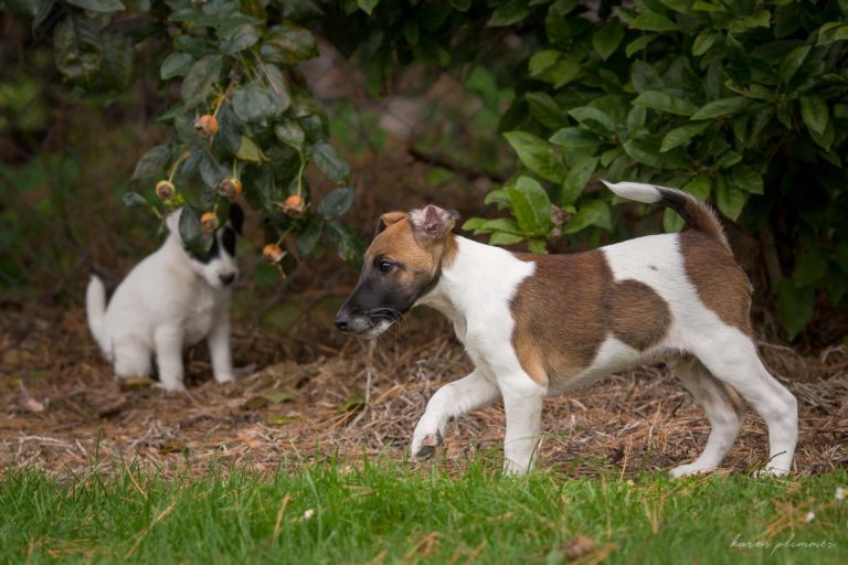 Benji in the garden with minx watching