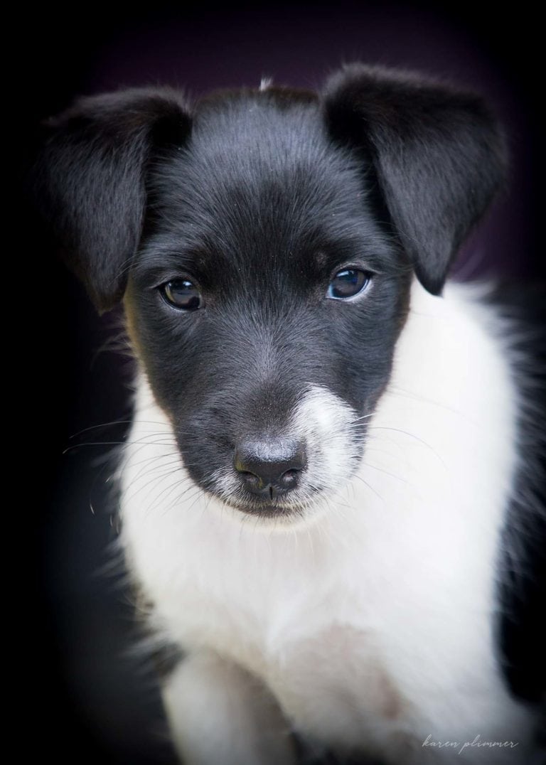 Ace - black and white young fox terrier portrait