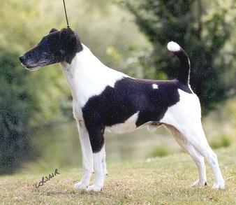 Jazz-elderly black and white smooth fox terrier in show stance