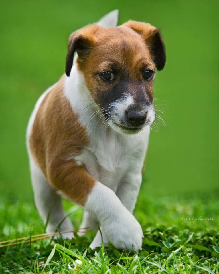 baby fox terrier puppy bo walking