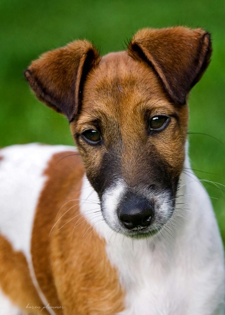 Bo - tan and white fox terrier puppy portrait