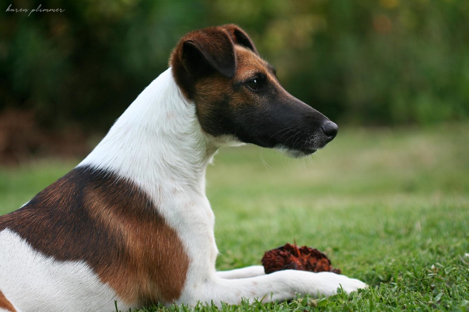 Boris resting with pine cone between his paws