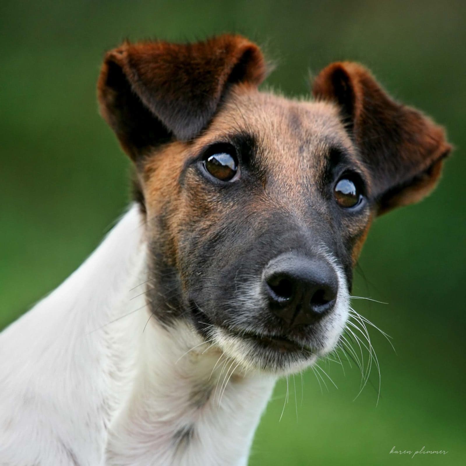 Boris - tan and white smooth fox terrier portrait