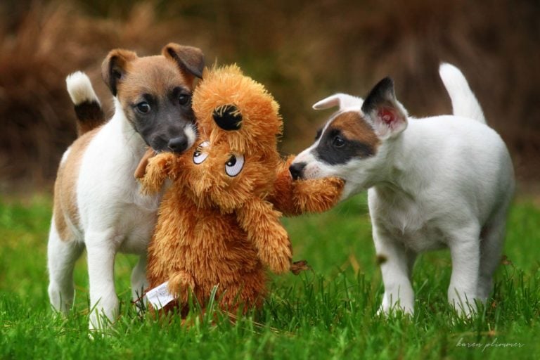 Bramble and Kiera- tan and white fox terrier puppies playing with dog toy