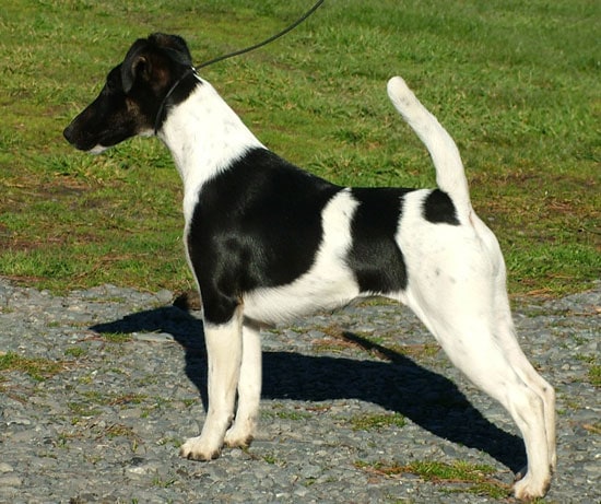 Summer- black and white smooth fox terrier