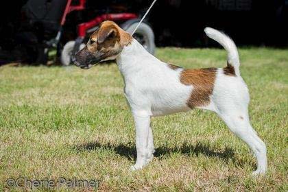 Coco - tan and white smooth fox terrier puppy in show stance