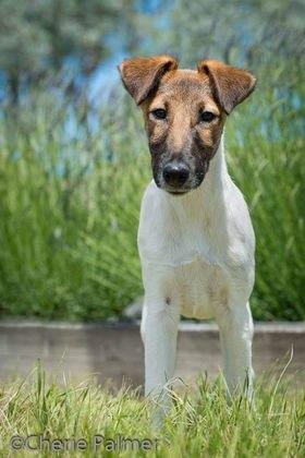 Coco- tan and white smooth fox terrier puppy