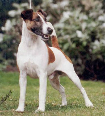 Codie-tan and white smooth fox terrier in show stance