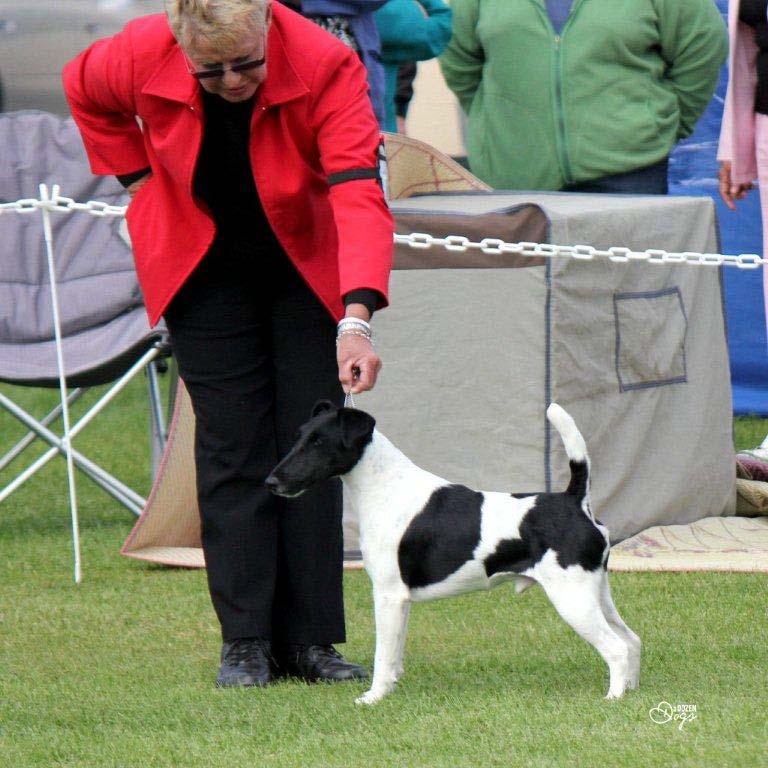 Cruz- black and white smooth fox terrier shown by Sue