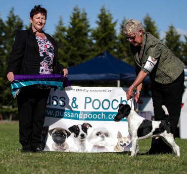 Cruz- black and white smooth fox terrier shown by Sue