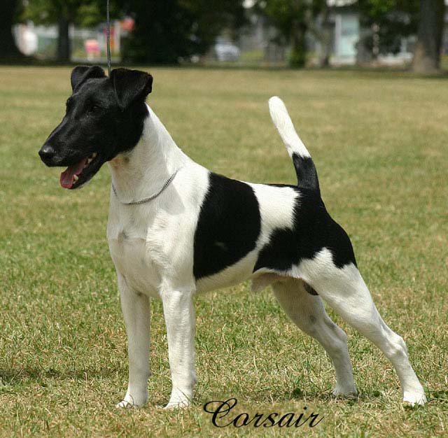 Cruz- black and white smooth fox terrier in show stance