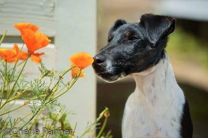 Dash - Black and white smooth fox terrier sniffing orange poppies