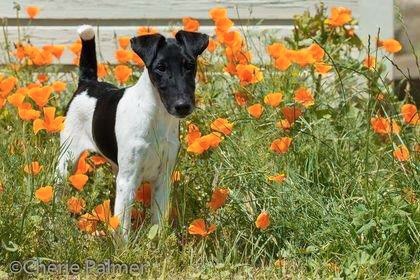 Dash -Black and white smooth fox terrier puppy standing in orange flowers