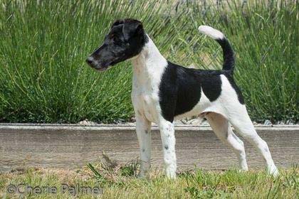 dash - black and white smooth fox terrier puppy