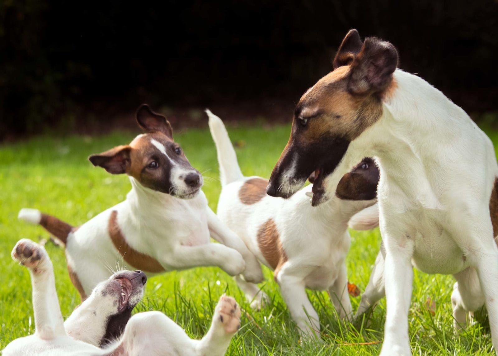 Demi play fighting with her pups