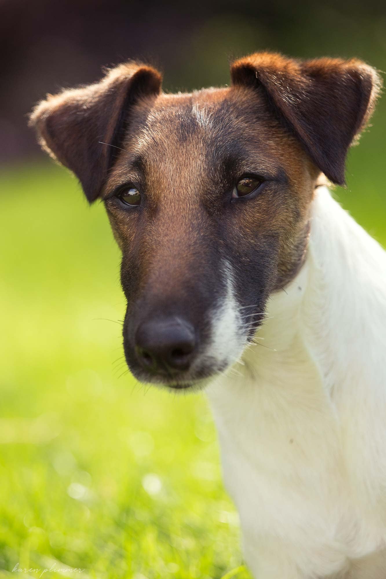 Demi-tan and white fox terrier head