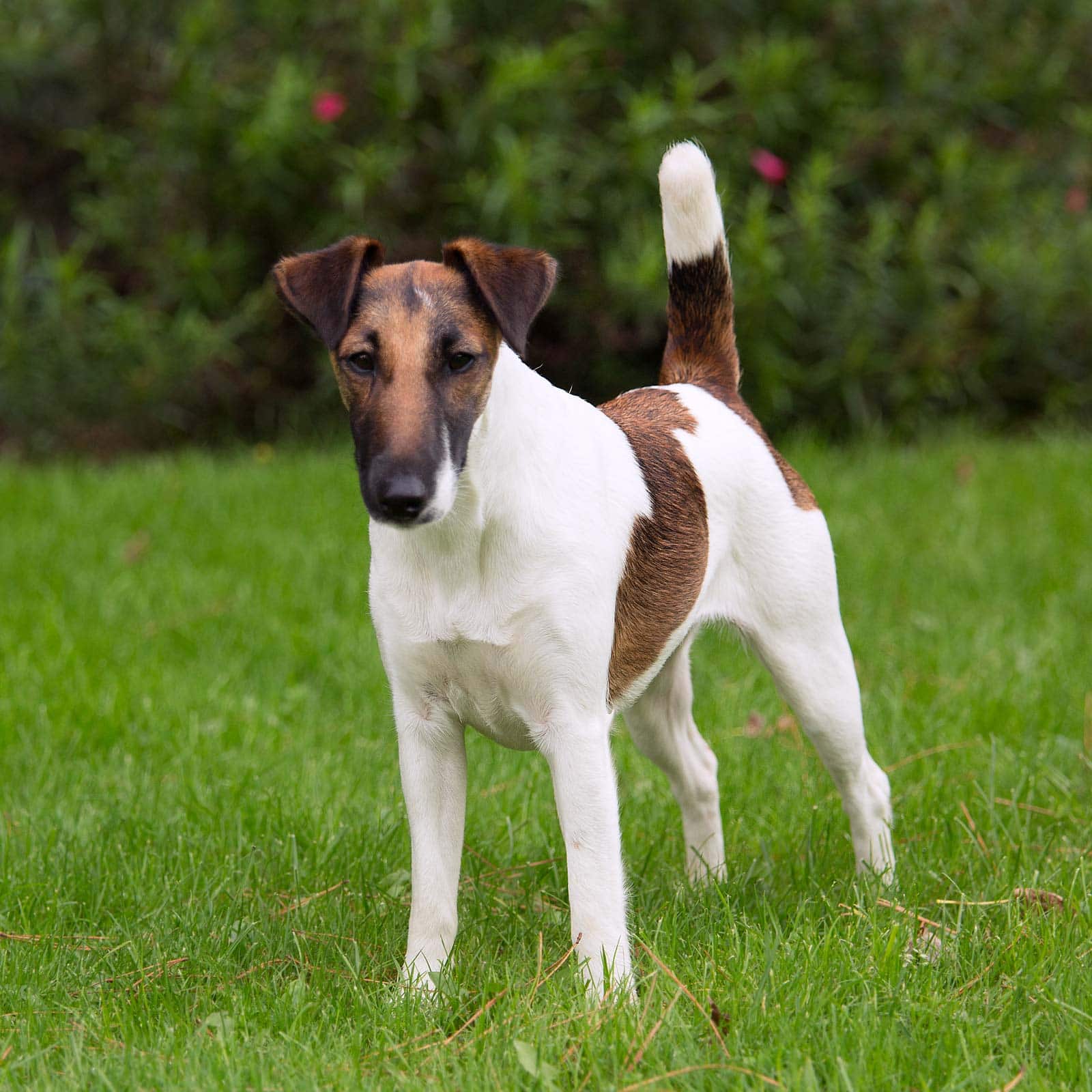 Demi -tan and white fox terrier