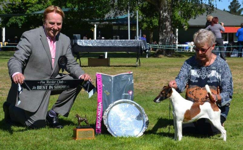 Demi being presented Best In Show at the Fox Terrier Club, by judge Mr K Brown (NZ)
