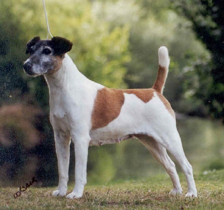 Flame-elderly tan and white fox terrier in show stance