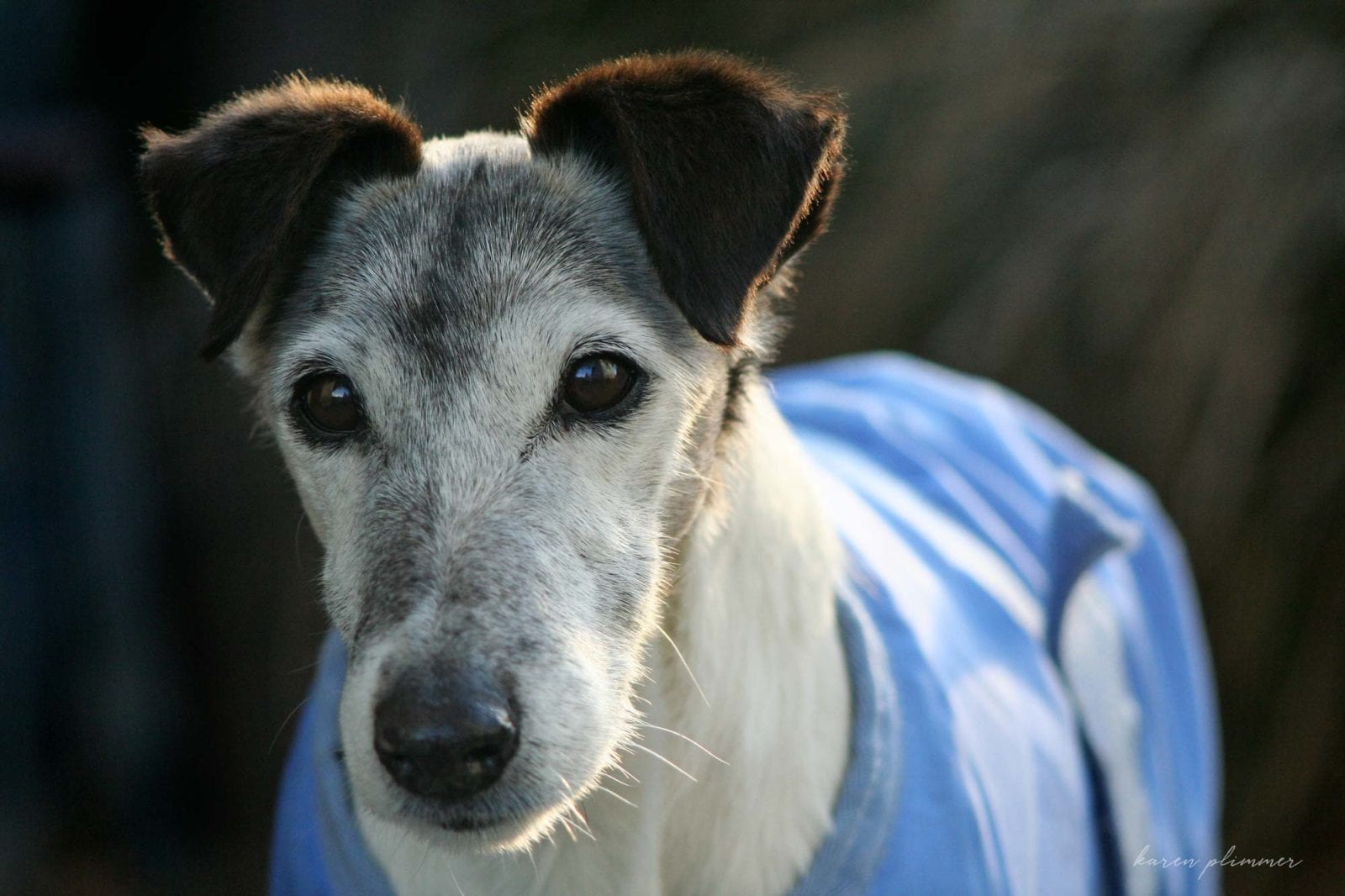 Flame-elderly tan and white smooth fox terrier