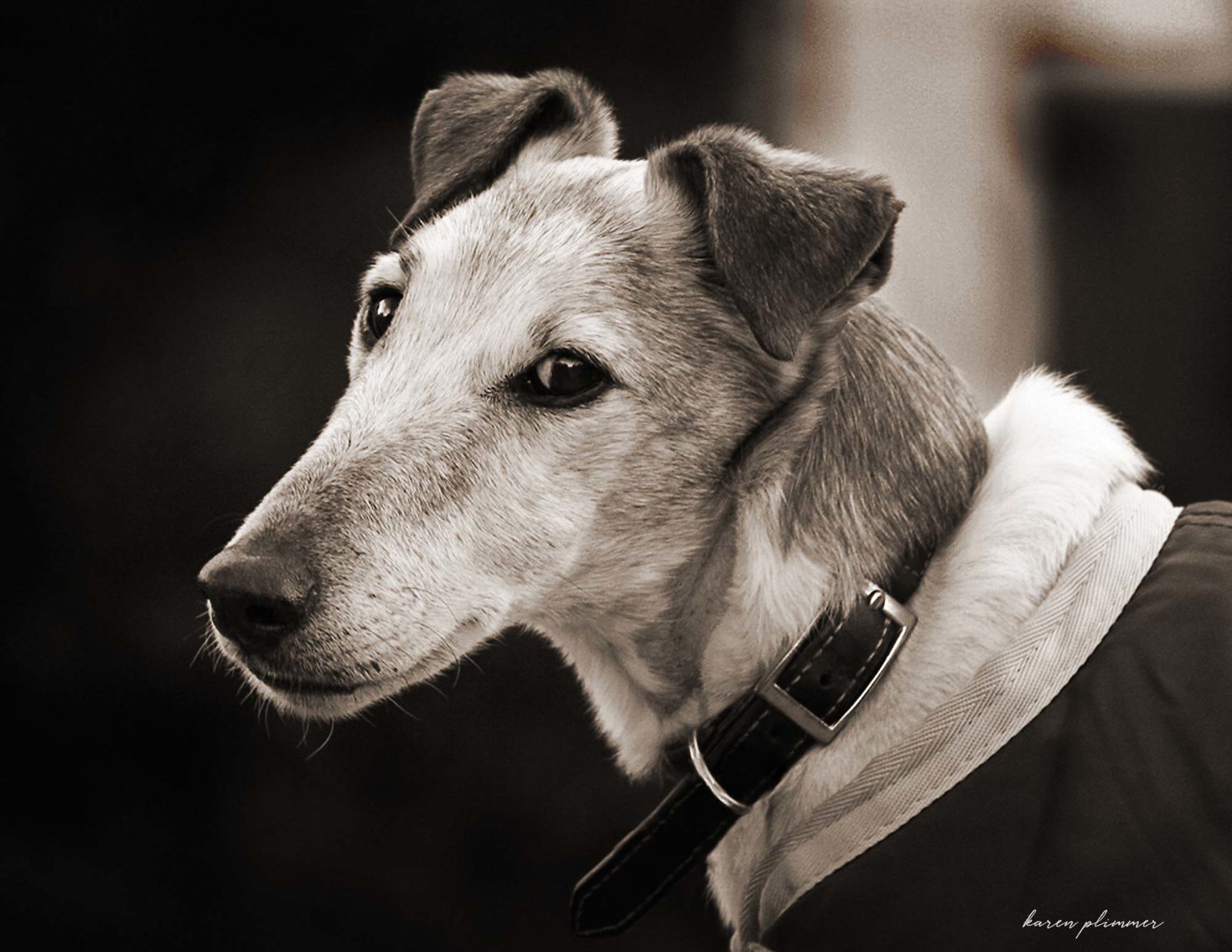 Kruger-tan and white smooth fox terrier portrait