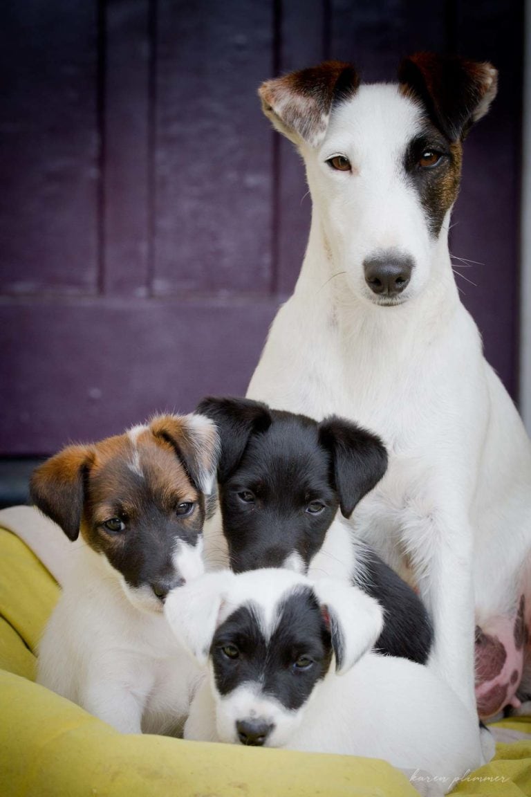 Frosty-smooth fox terrier with her puppies