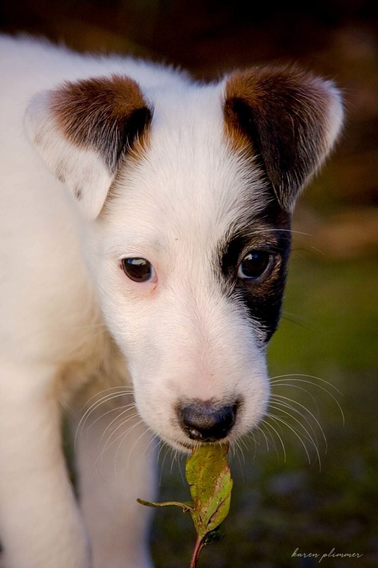 Baby puppy Frosty with a leaf in her mouth