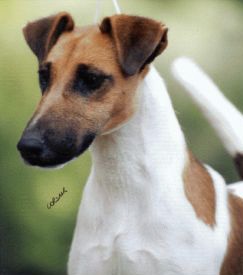 Havoc - tan and white smooth fox terrier portrait