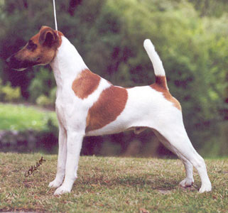 Havoc - tan and white smooth fox terrier in show stance