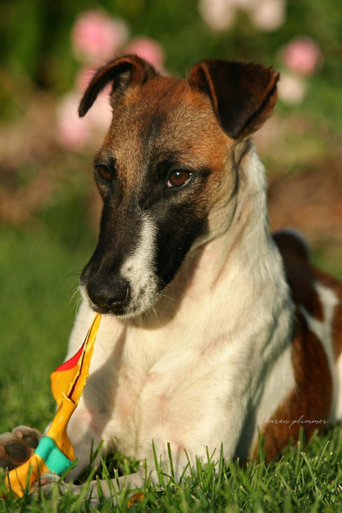 Jaffa smooth fox terrier chewing pluto toy