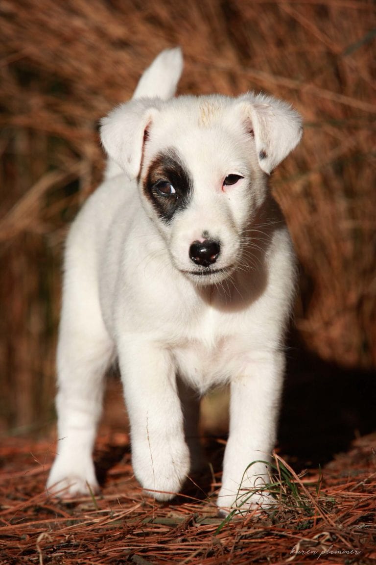 kiera - tan and white fox terrier puppy walking
