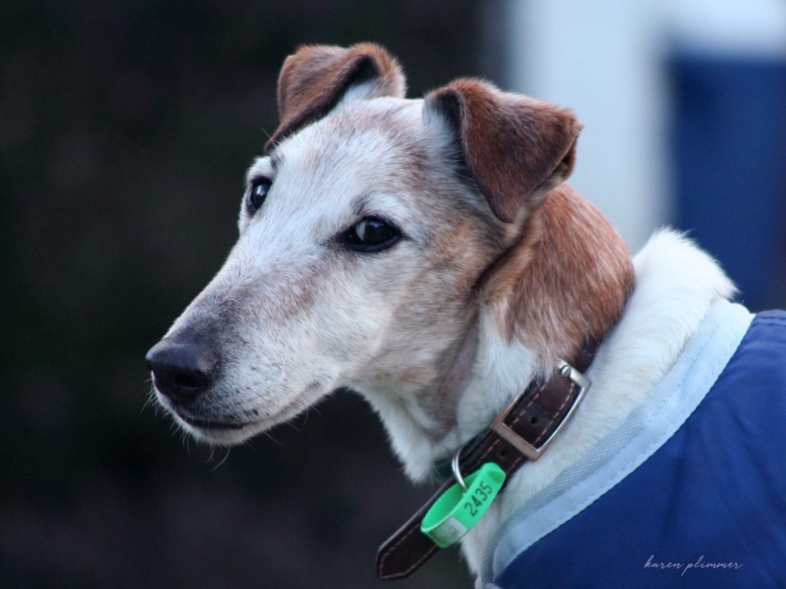 Kruger-tan and white smooth fox terrier portrait