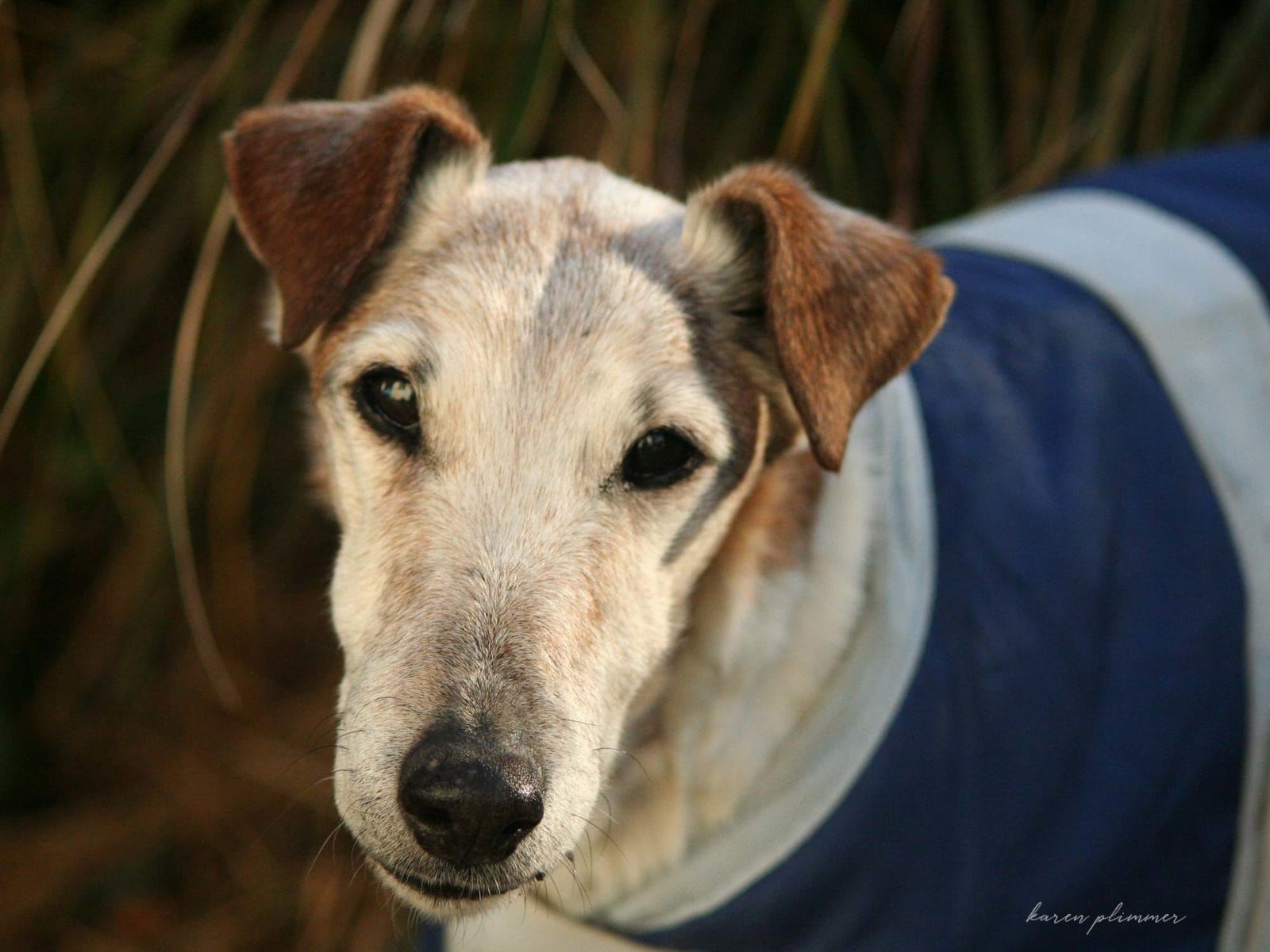 Kruger-tan and white smooth fox terrier portrait