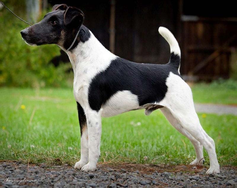 Luca- black and white smooth fox terrier in show pose