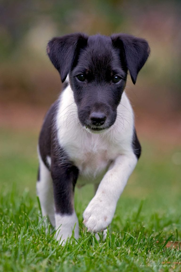 Luca-black and white baby fox terrier puppy walking