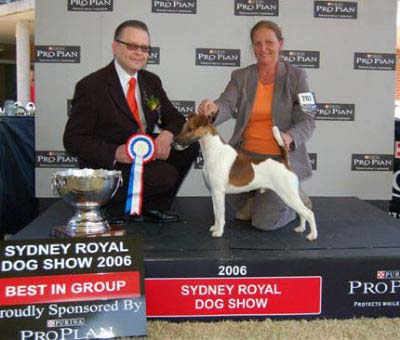 Memphis- smooth fox terrier award presentation