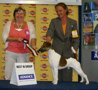 Memphis-smooth fox terrier winning in the show ring