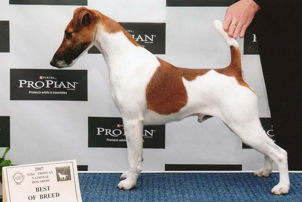 Memphis-smooth fox terrier winning at National Dog Show