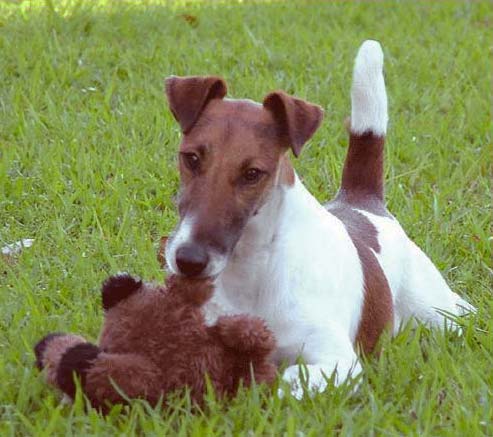 Memphis playing with toy