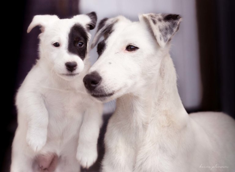 Mint and Kaia, her puppy,- black and white fox terriers