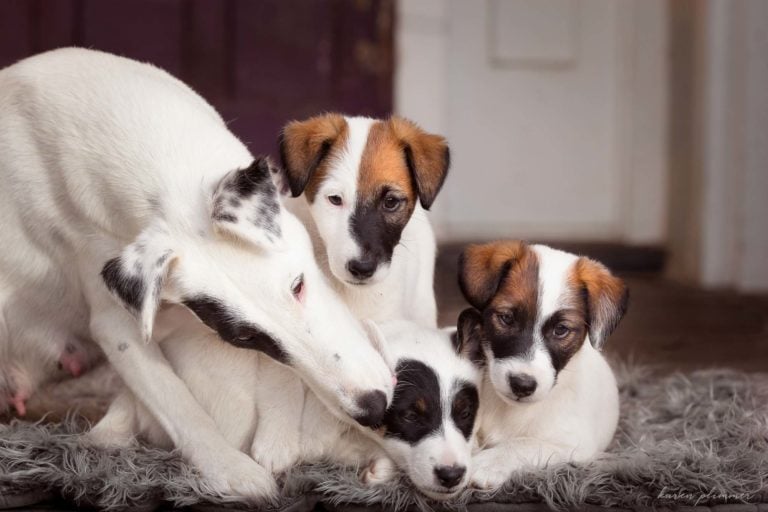 Mint mothering her puppies