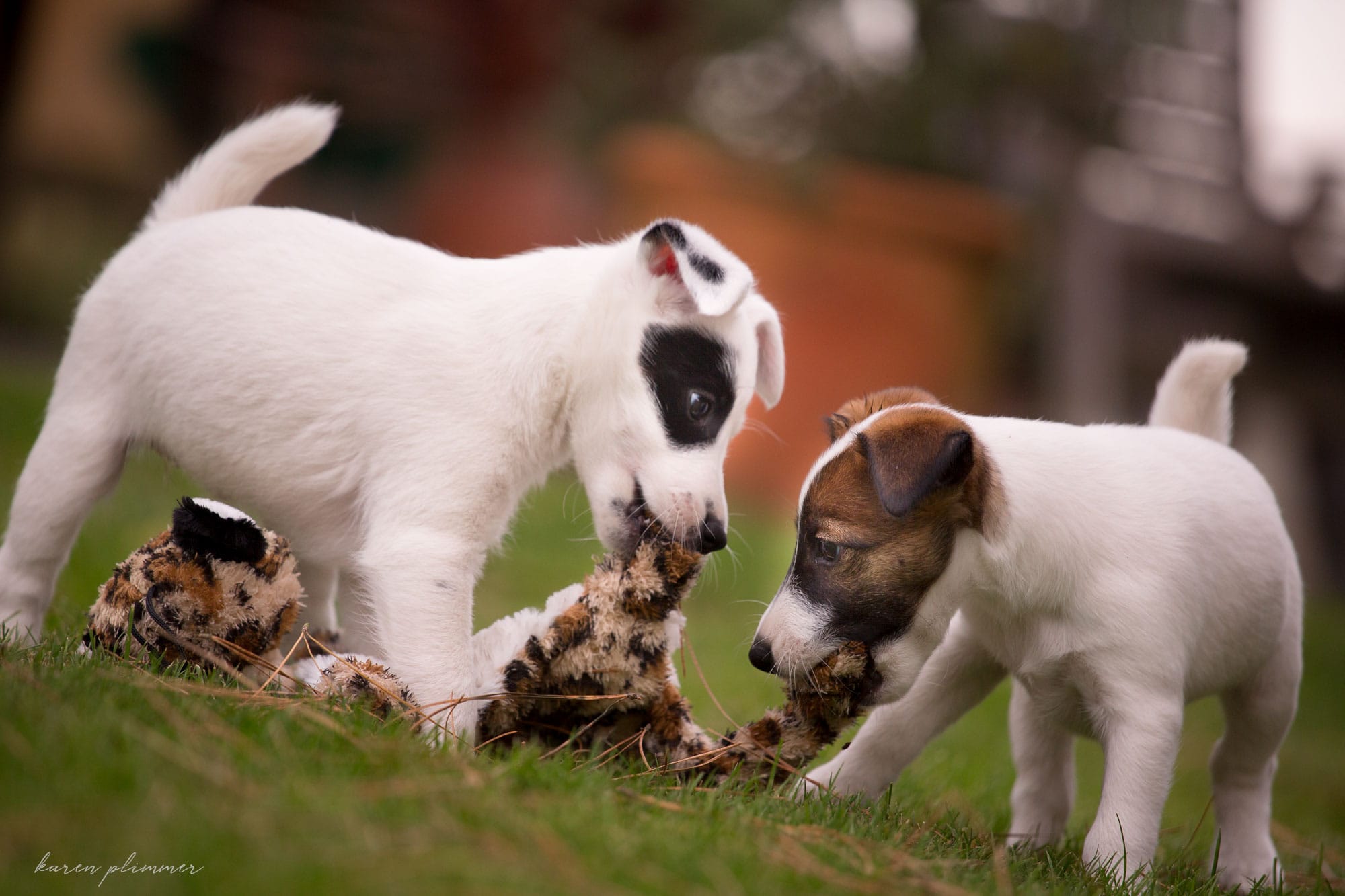 Smooth fox terrier baby puppies tearing apart a leopard toy