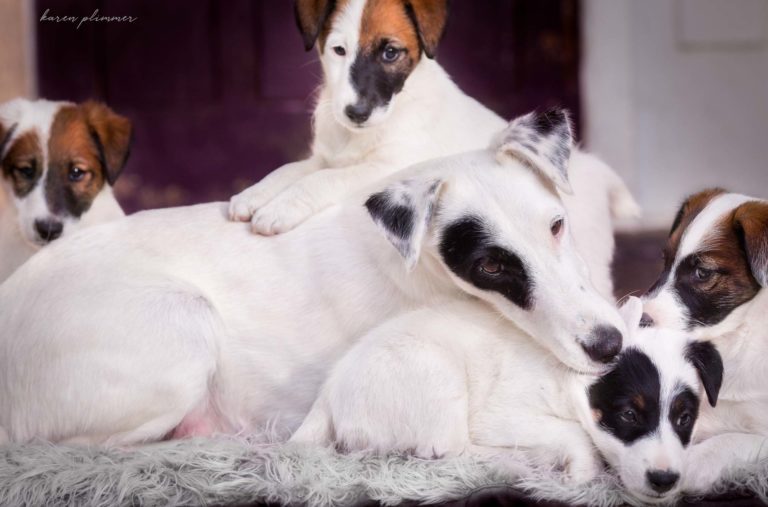 Mint with her puppies