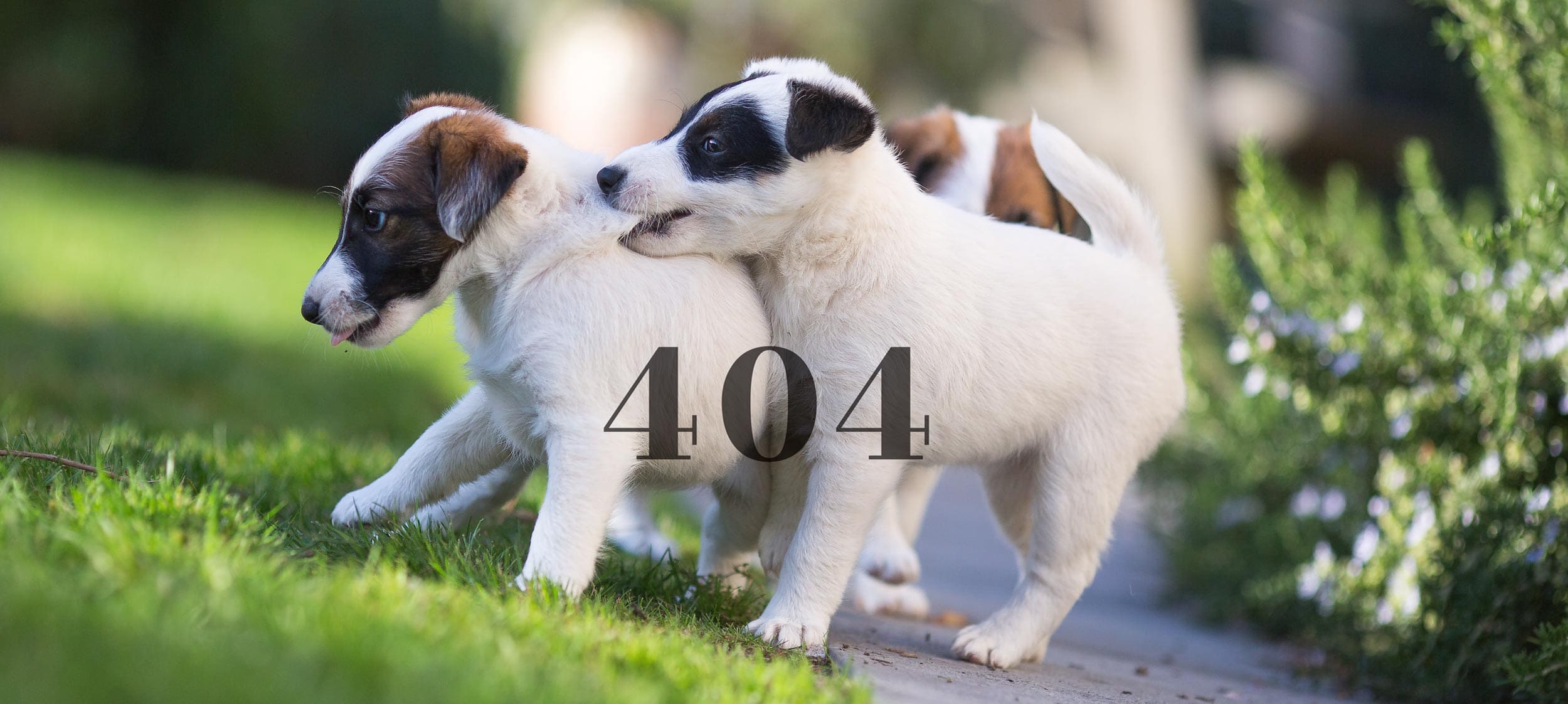 Fox terrier baby puppies play fighting