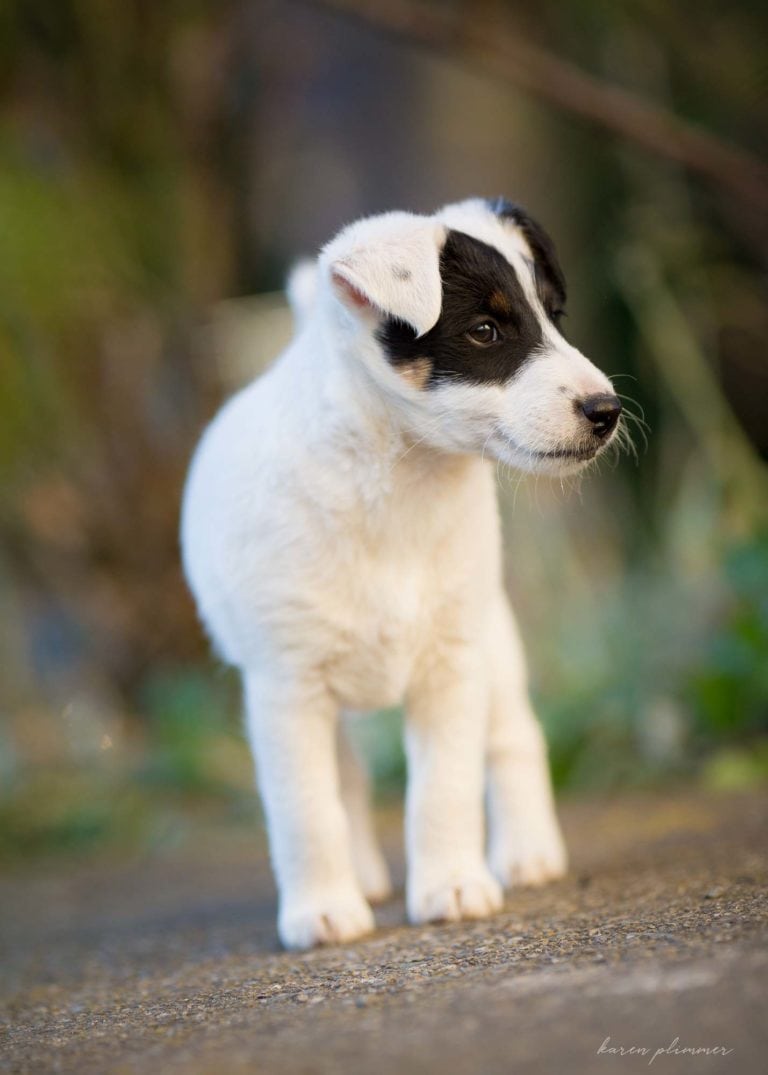 Minx- black and white fox terrier puppy standing in garden